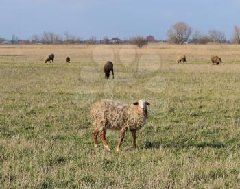 Sheep in the pasture. Grazing sheep herd in the spring field near the village. Sheep of different breeds.