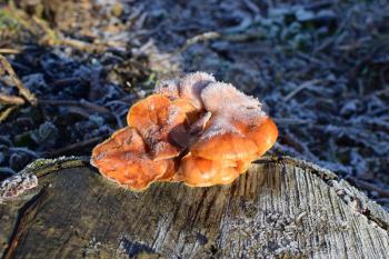 Orange mushrooms on a stub. New life on dead wood.