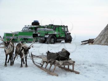 Reindeers in a team. Life of deer on Yamal.