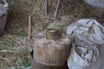 Grains of wheat and corn on a stump. Manual threshing grain.