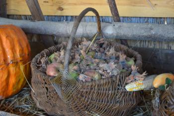 Wicker basket with apples and hazelnuts, standing next to pumpkin and corn. The harvest from the garden and the garden.