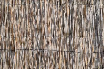 The wall of the reed stalks. The background of reeds.