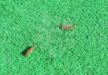 Two grasshopper on artificial grass. Orthoptera insects from the order of locusts.