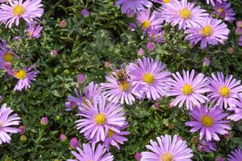 Bee drinking nectar on a light purple flowers. Insects pollinate flowers.