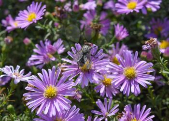 Fly drinking nectar on a light purple flowers. Insects pollinate flowers.