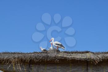 Figures storks on the thatched roof. The scenery of the animal figures.