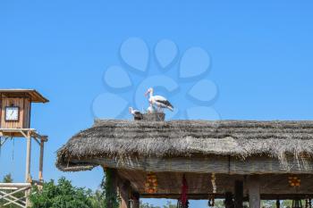 Figures storks on the thatched roof. The scenery of the animal figures.