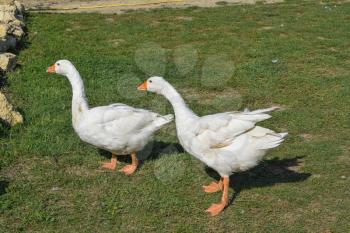 Two white goose on the grass. Poultry grazing.