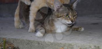 Mating domestic cats. The natural behavior of the animals.