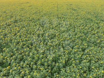Field of sunflowers. Aerial view of agricultural fields flowering oilseed. Top view.