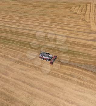 Harvesting wheat harvester. Agricultural machinery in operation.