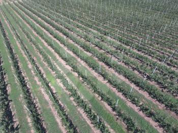 Rows of trees in the garden. Aerophotographing, top view. Landscape apple orchards.