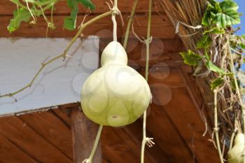 The fruits of bottle gourd. Growing tropical pumpkin. Pumpkin in bottle form, an ornamental plant.