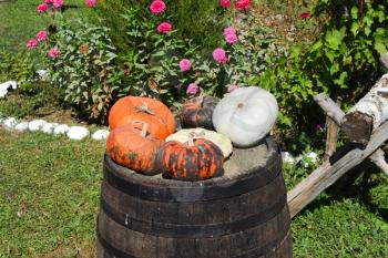 Multicolored pumpkins on a wooden barrel. Harvest pumpkins.