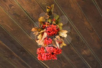 In racemes viburnum berries. Drying viburnum berries under a wooden canopy.