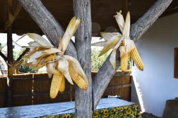 Hanging ears of yellow corn. Drying corn cobs outdoors.