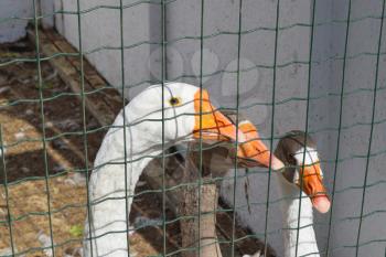 Geese in the cell enclosure. The content of the geese on the farm.