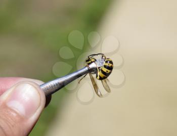 Common wasp on tweezers. Caught a wasp