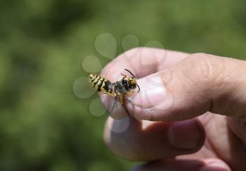 Common wasp on pinched fingers. Caught wasp.