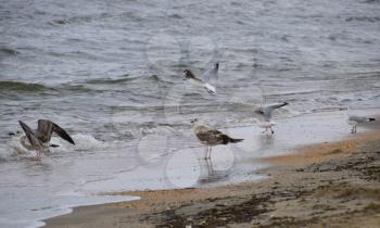 Common gulls on the beach. Seagulls looking for food.