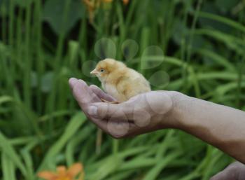 Chicken in hand. The small newborn chicks in the hands of man.
