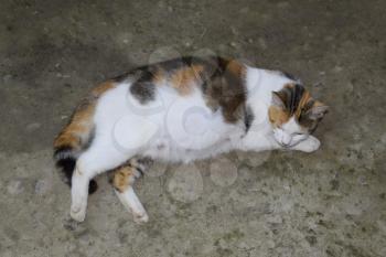 Pregnant cat resting. Calico cat with a big belly lying on the concrete.