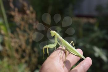 The female mantis religios. Predatory insects mantis. Huge green female mantis. Praying mantis on man's hand.