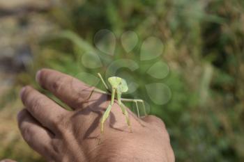 The female mantis religios. Predatory insects mantis. Huge green female mantis. Praying mantis on man's hand.