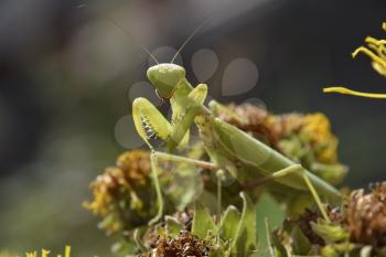 The female mantis religios. Predatory insects. Huge green female mantis.