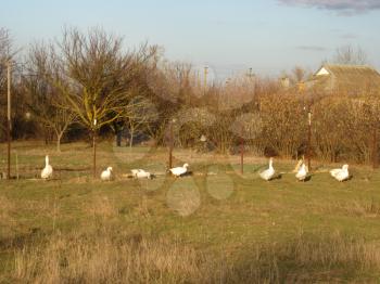 Grazing geese in the garden. Geese eat the young spring grass.