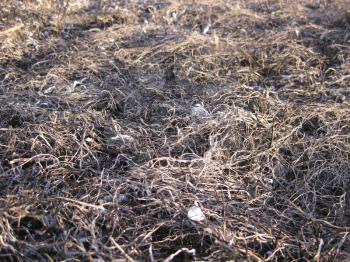 Background from the ashes of the burnt grass. Plant ash on the field after the fire burned.