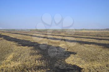 burning track in paddy field. Landscape burning field