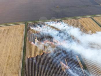 Burning straw in the fields after harvesting wheat crop.