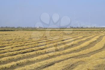 Harvesting rice in the fields. Beveled rice in field.