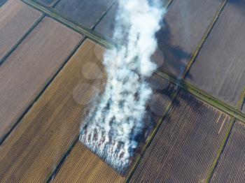The burning of rice straw in the fields. Smoke from the burning of rice straw in checks. Fire on the field.