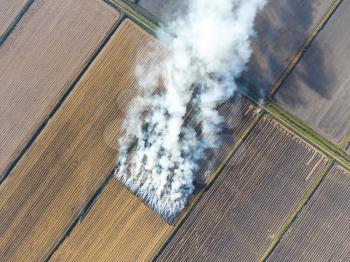 The burning of rice straw in the fields. Smoke from the burning of rice straw in checks. Fire on the field.