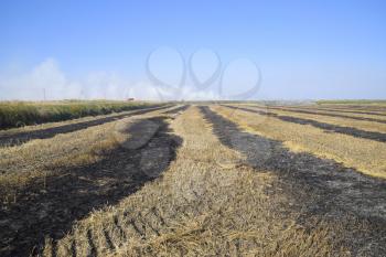 burning track in paddy field. Landscape burning field