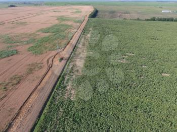 Border between fields of wheat and sunflowers. Top view with quadrocopters.