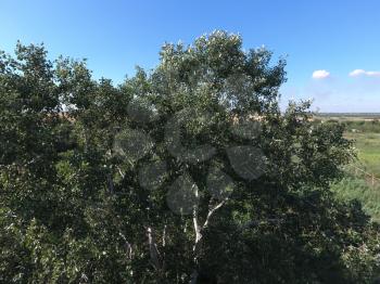 Top view of a silver poplar. The high poplar tree.