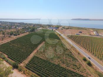 Grape orchards bird's-eye view. Vine rows. Top view on the garden on a background of the estuary, village and sky.