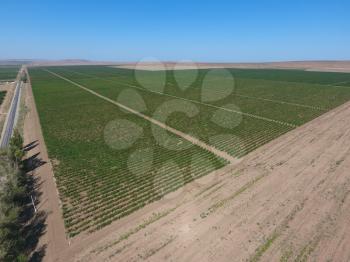Grape orchards bird's-eye view. Vine rows. Top view of the garden.