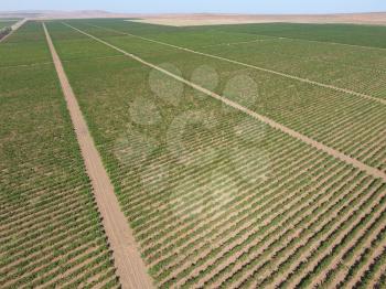 Grape orchards bird's-eye view. Vine rows. Top view of the garden.