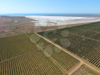 Vineyards near the salt lake. View from above.
