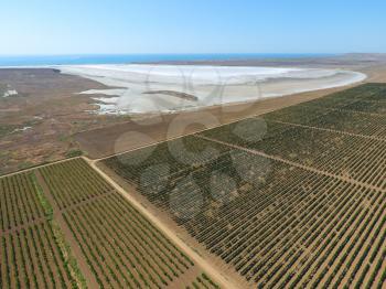 Vineyards near the salt lake. View from above.