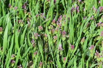 Lamium purpureum blooming in the garden. Medicinal plants.