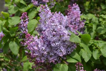 The Lilac flowers. Spring blossoming of trees.