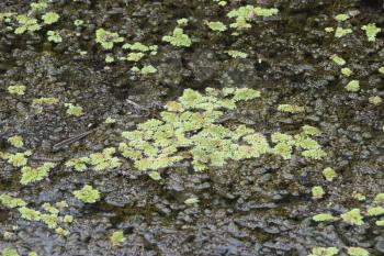 Green algae on the surface of the water. Duckweed in pond.