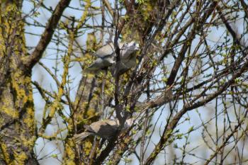 Two turtledoves on the branches of an apricot. Pigeons, male and female form a pair of spring.