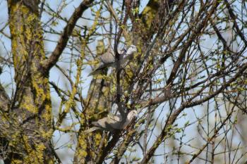 Two turtledoves on the branches of an apricot. Pigeons, male and female form a pair of spring.