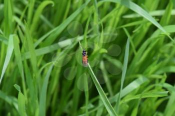 Hymenoptera on a blade of grass. Autumn variety of insects.